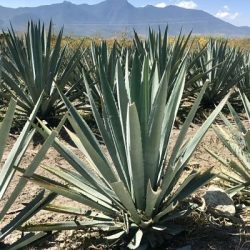 Mezcal agave maguey oaxaca cooking mexico real 9jw