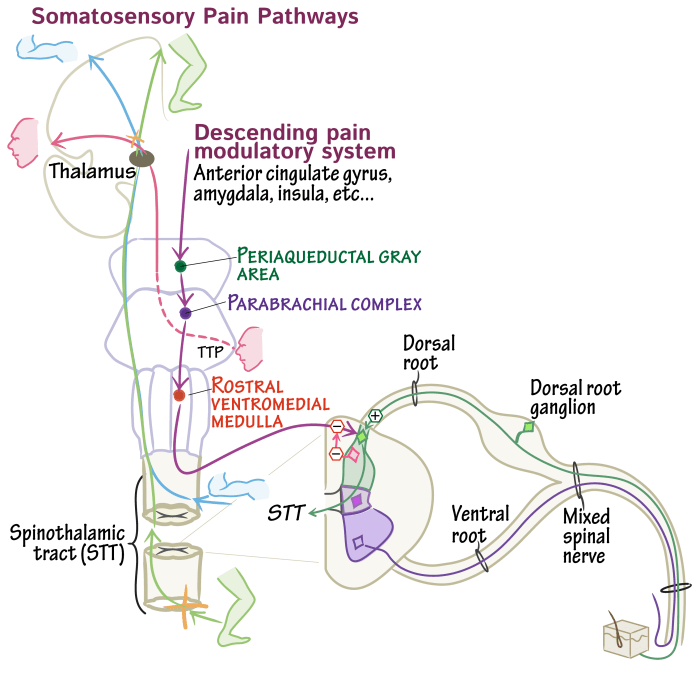 As the infant's brain develops some neural pathways