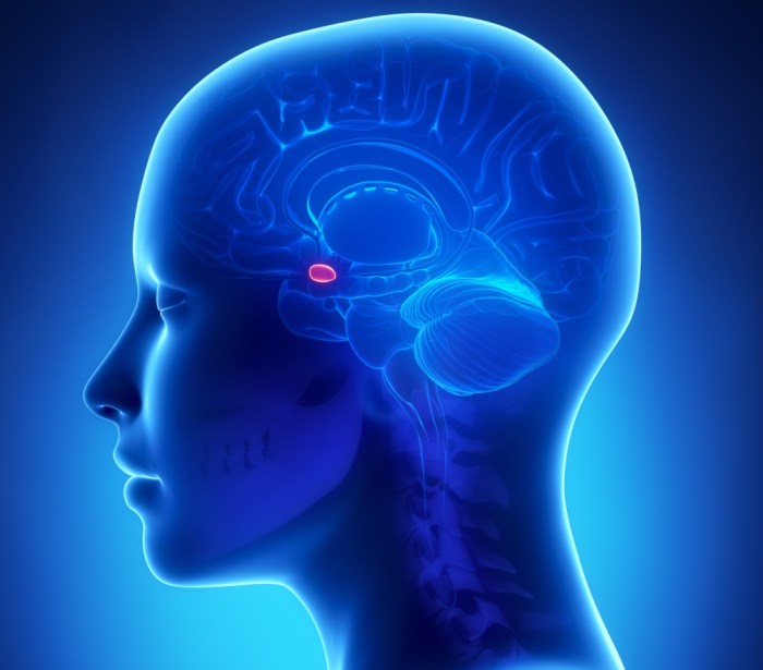 Hypothalamus pituitary brain hormones nervous cortisol lobe cortex cerebral