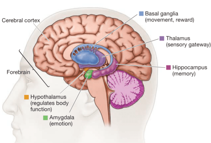 Brain parts involved in fight or flight response crossword