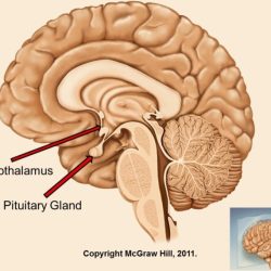 Hypothalamus pituitary hpa hpg thalamus neuroscience sagittal foundations inferior openbooks msu lib