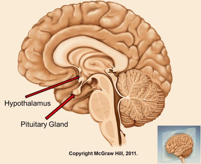 Hypothalamus pituitary hpa hpg thalamus neuroscience sagittal foundations inferior openbooks msu lib